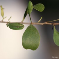 Taxillus cuneatus (B.Heyne) Danser